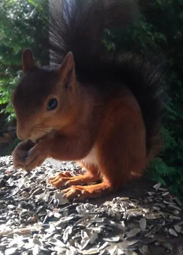 Bio-ferienhaus-eifel Tatil Evi *